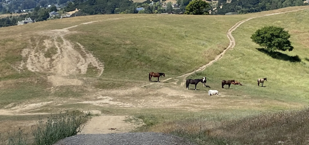 Horse Hill Mill Valley