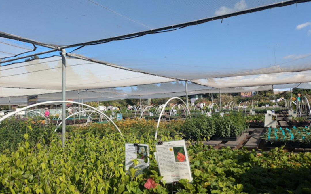 FIELD TRIP TO CURIOUS FLORA NURSERY